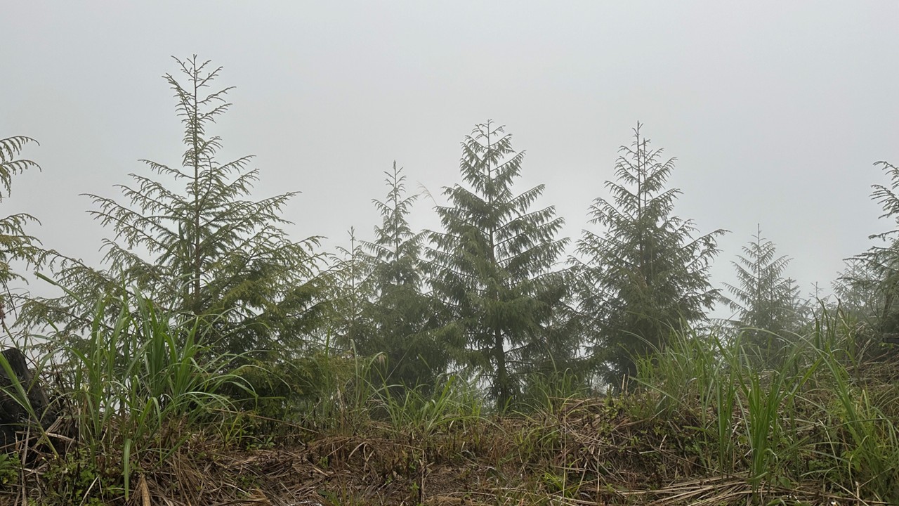 生態友善的林場經營：用林場生物多樣性監測揭示永續林業的新方向